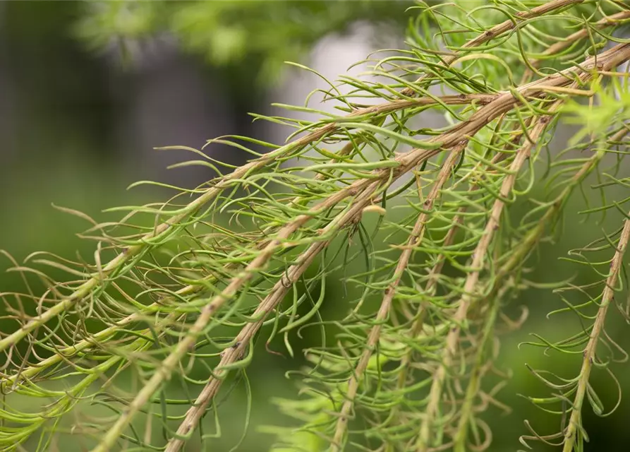 Larix decidua