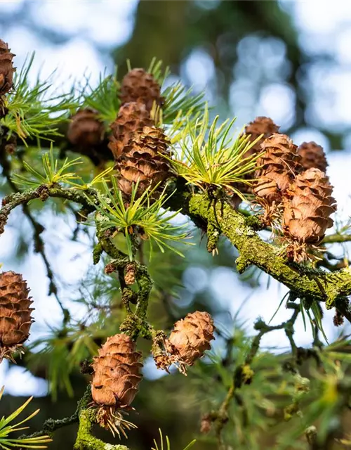 Larix decidua