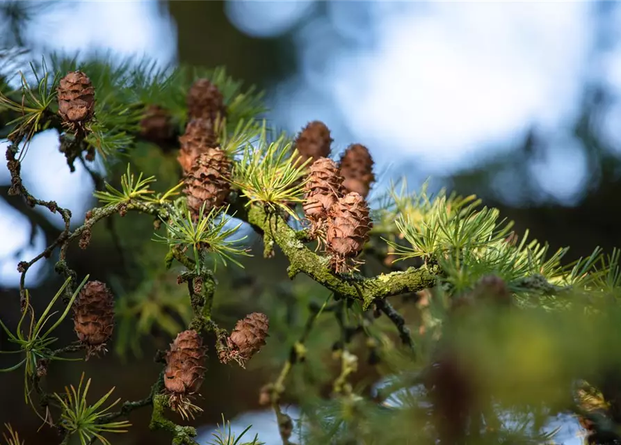 Larix decidua