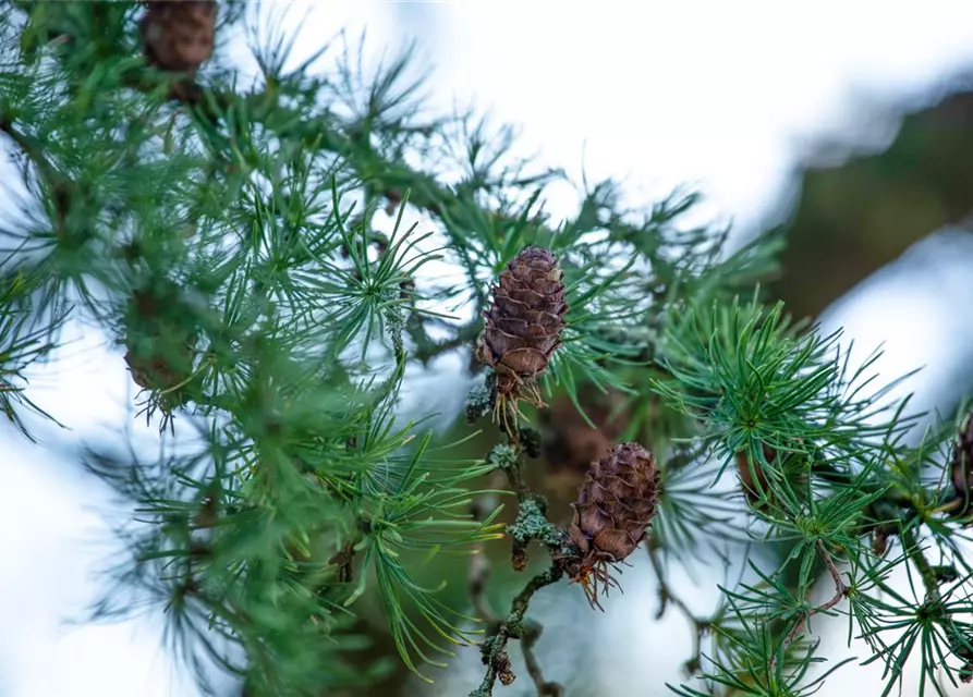 Larix decidua