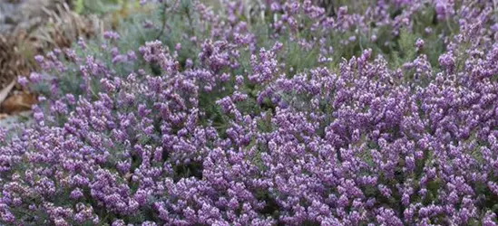 Erica carnea