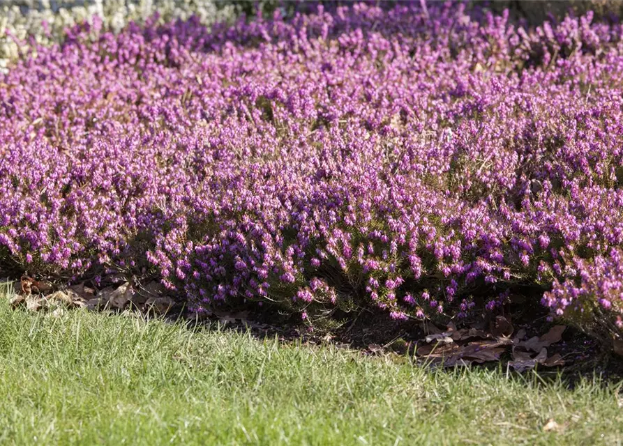 Erica carnea