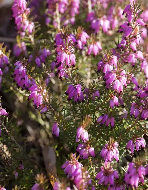 Erica carnea