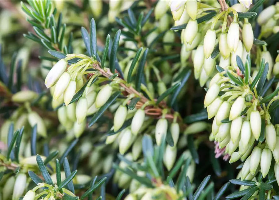 Erica carnea