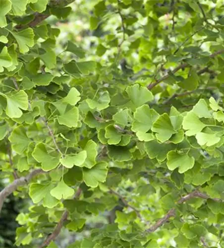 Ginkgo biloba