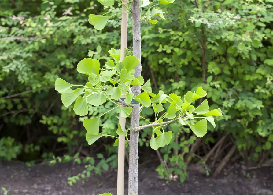 Ginkgo biloba