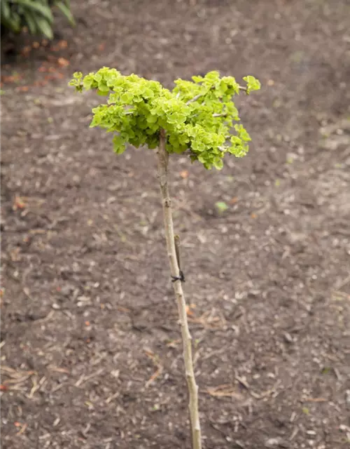 Ginkgo biloba