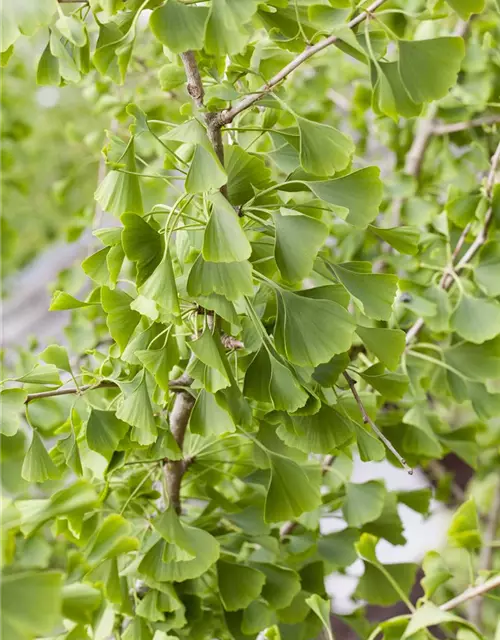 Ginkgo biloba