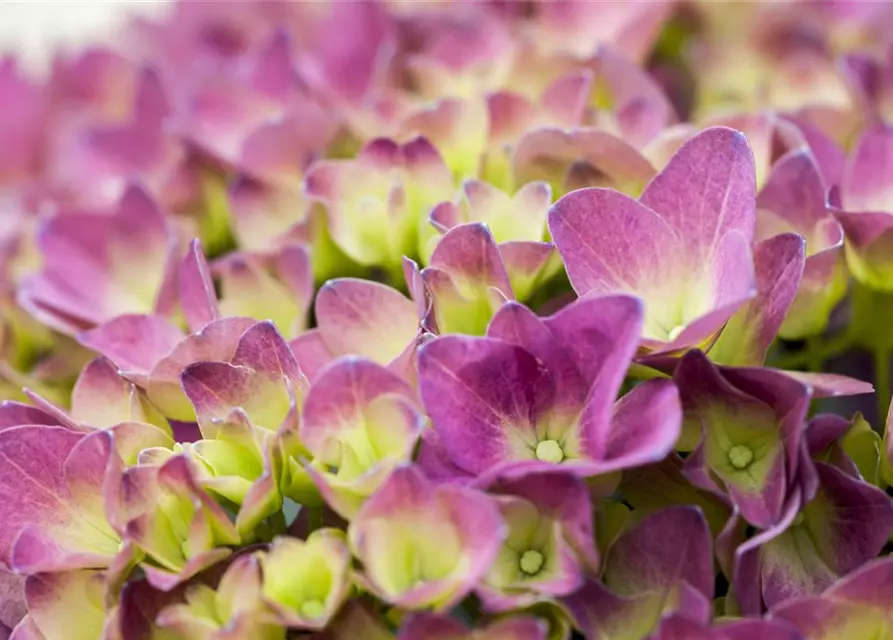 Hydrangea 'Magical'® Four Seasons