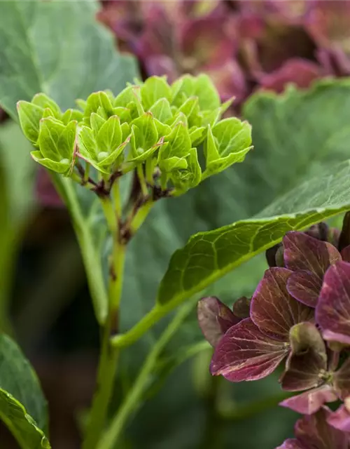 Hydrangea 'Magical'® Four Seasons