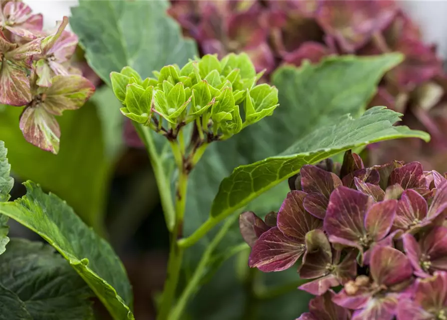 Hydrangea 'Magical'® Four Seasons