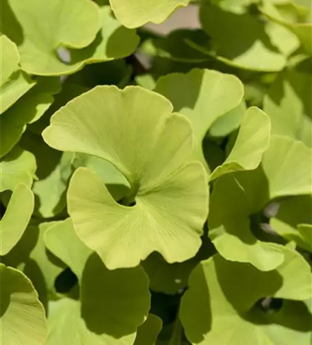 Ginkgo biloba 'Mariken'