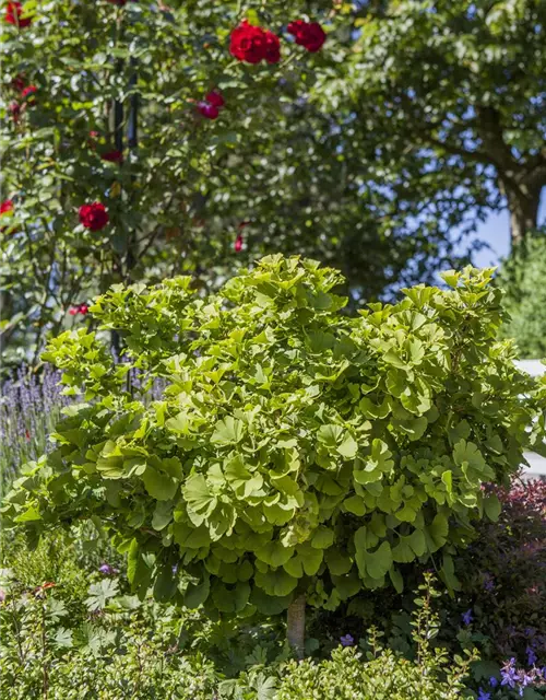 Ginkgo biloba 'Mariken'