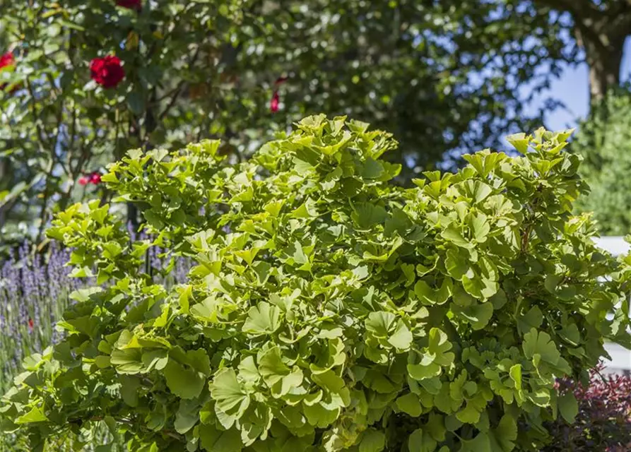 Ginkgo biloba 'Mariken'