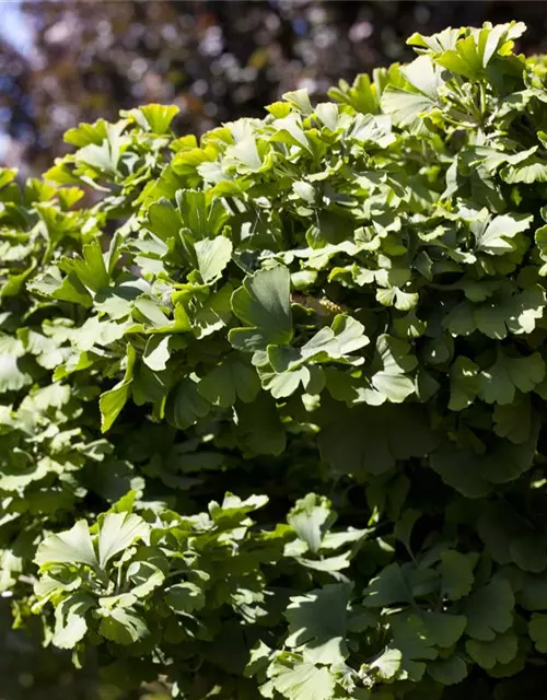 Ginkgo biloba 'Mariken'