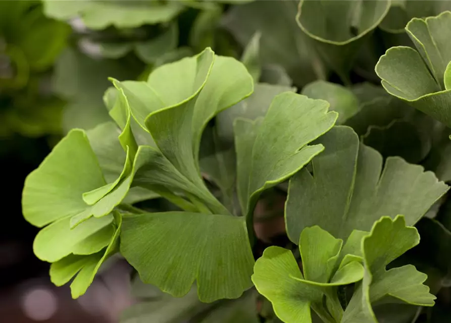 Ginkgo biloba 'Mariken'