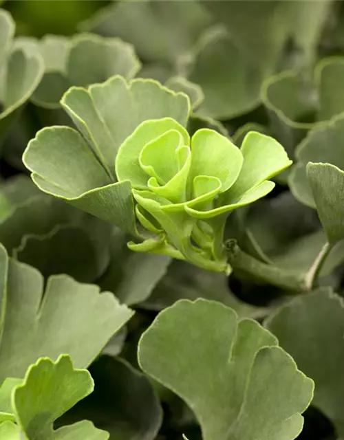 Ginkgo biloba 'Mariken'