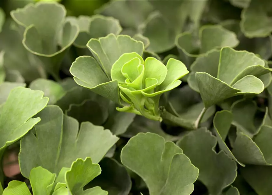 Ginkgo biloba 'Mariken'