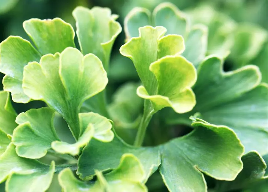 Ginkgo biloba 'Mariken'