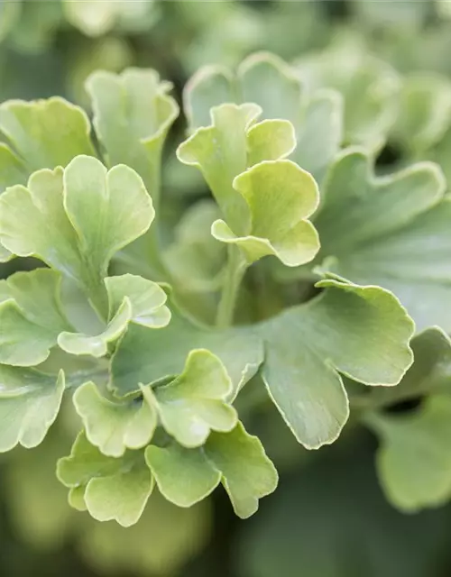 Ginkgo biloba 'Mariken'