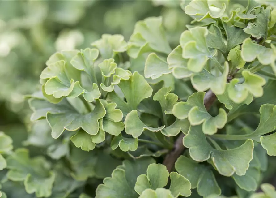 Ginkgo biloba 'Mariken'