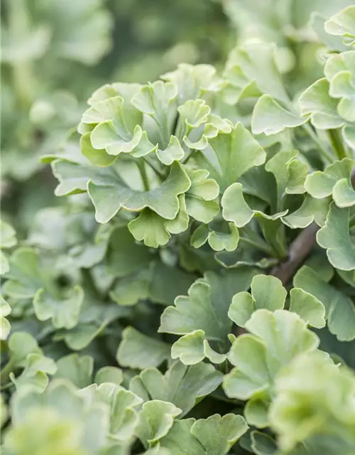 Ginkgo biloba 'Mariken'