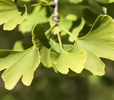 Ginkgo biloba 'Menhir'®