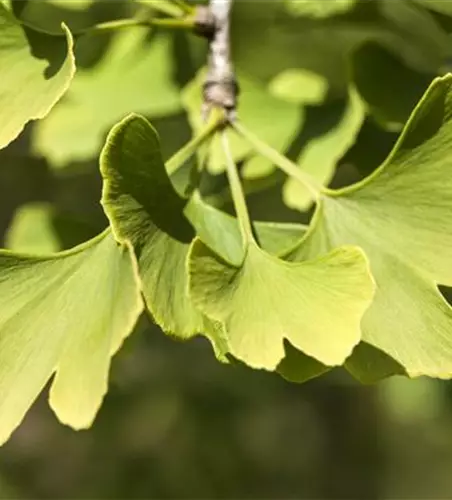 Ginkgo biloba 'Menhir'®