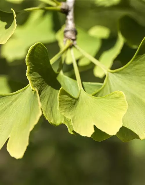 Ginkgo biloba 'Menhir'®