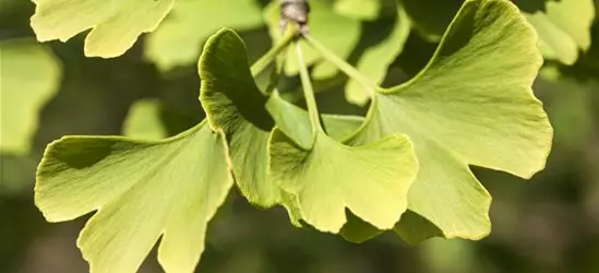 Ginkgo biloba 'Menhir'®