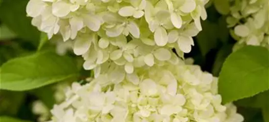 Hydrangea paniculata 'Limelight'(s)