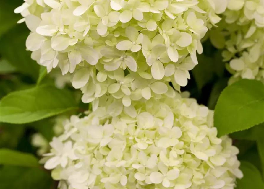 Hydrangea paniculata 'Limelight'(s)