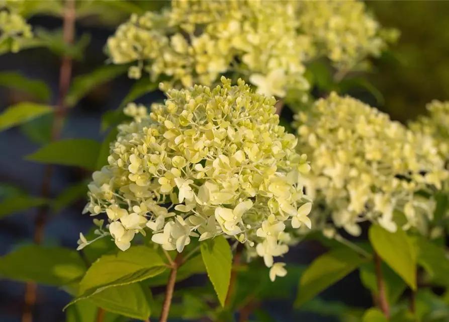 Hydrangea paniculata 'Limelight'(s)