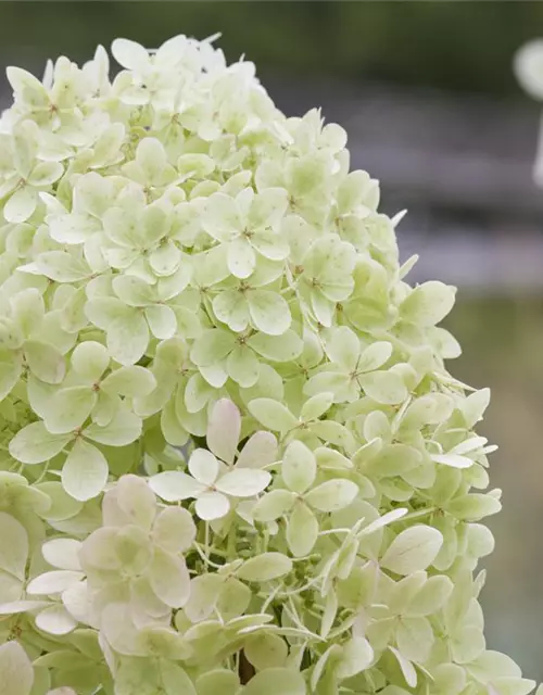 Hydrangea paniculata 'Limelight'(s)