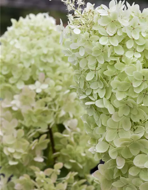 Hydrangea paniculata 'Limelight'(s)