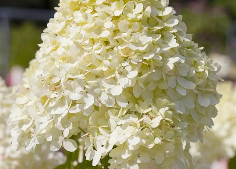 Hydrangea paniculata 'Limelight'(s)