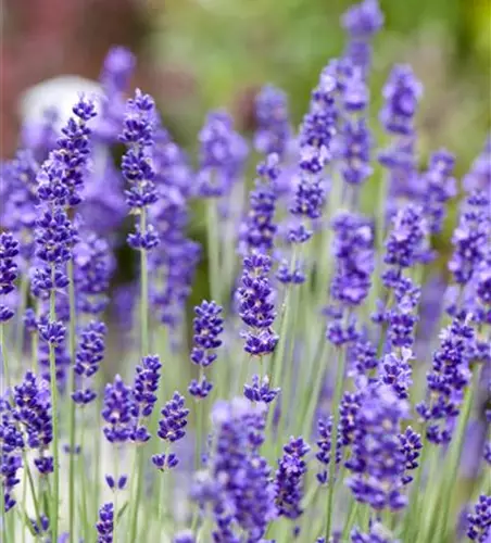 Lavandula angustifolia