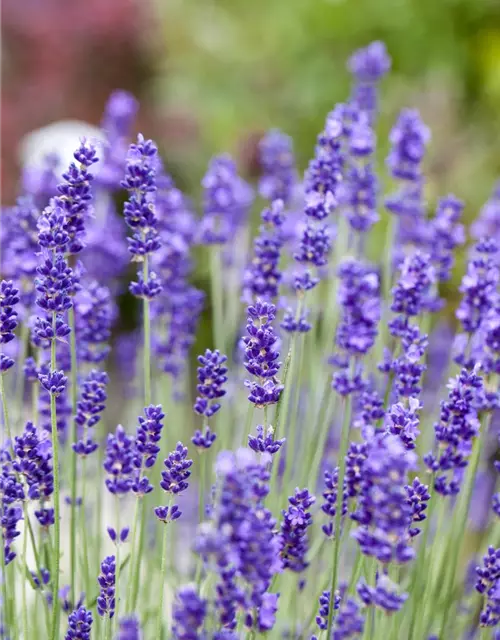 Lavandula angustifolia