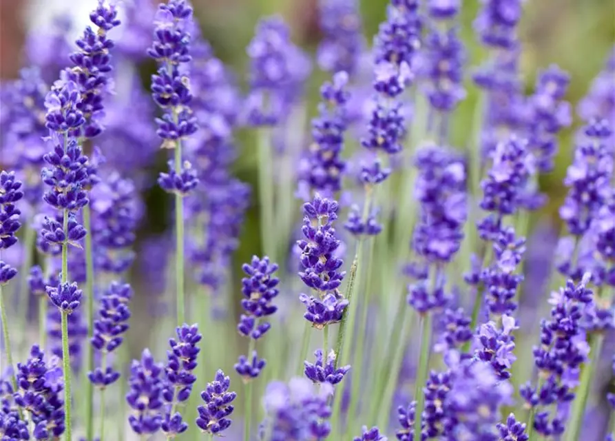 Lavandula angustifolia