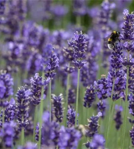 Lavandula angustifolia, blau