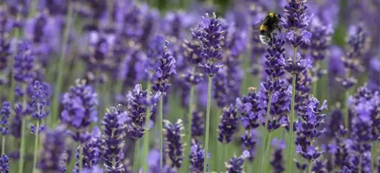 Lavandula angustifolia, blau