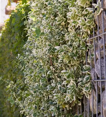 Euonymus fortunei 'Emerald Gaiety'