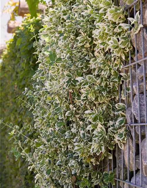 Euonymus fortunei 'Emerald Gaiety'