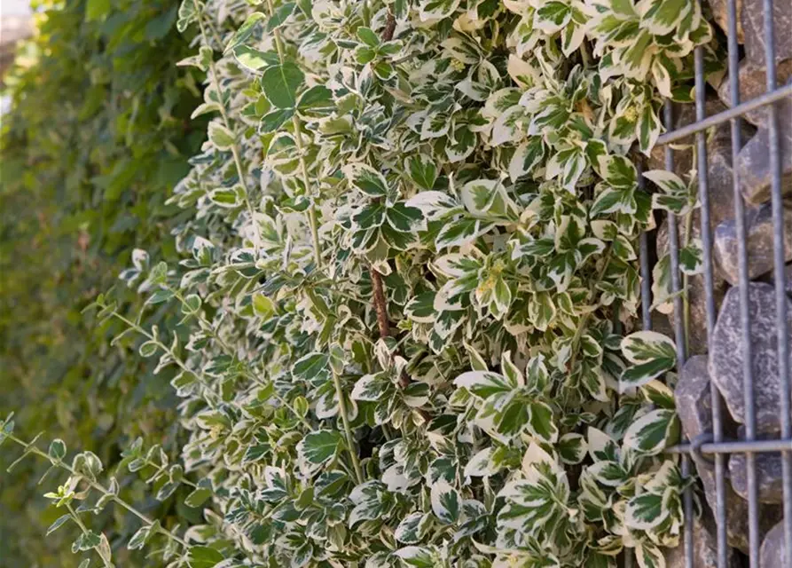 Euonymus fortunei 'Emerald Gaiety'