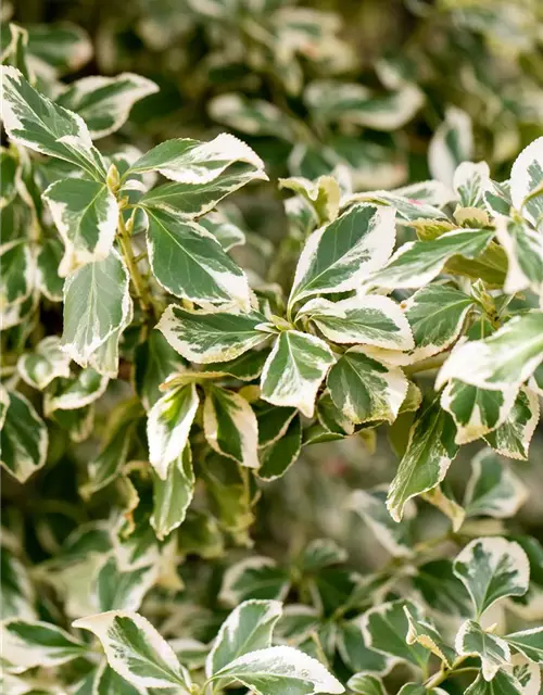 Euonymus fortunei 'Emerald Gaiety'