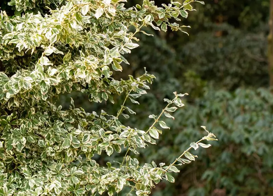 Euonymus fortunei 'Emerald Gaiety'