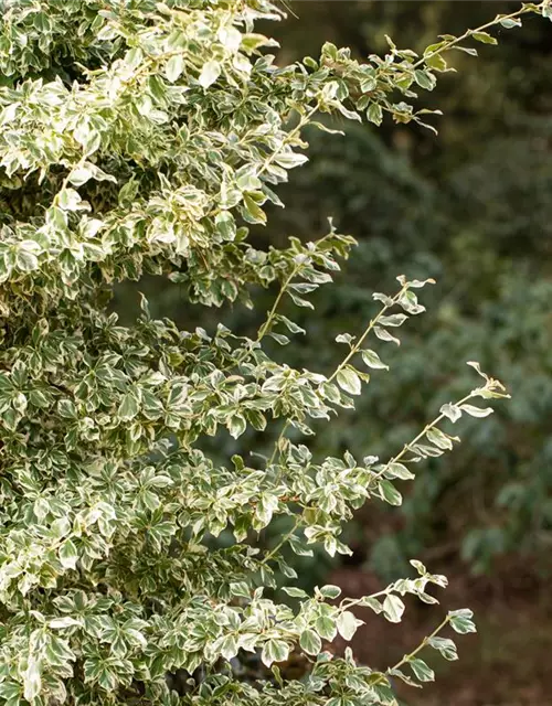 Euonymus fortunei 'Emerald Gaiety'