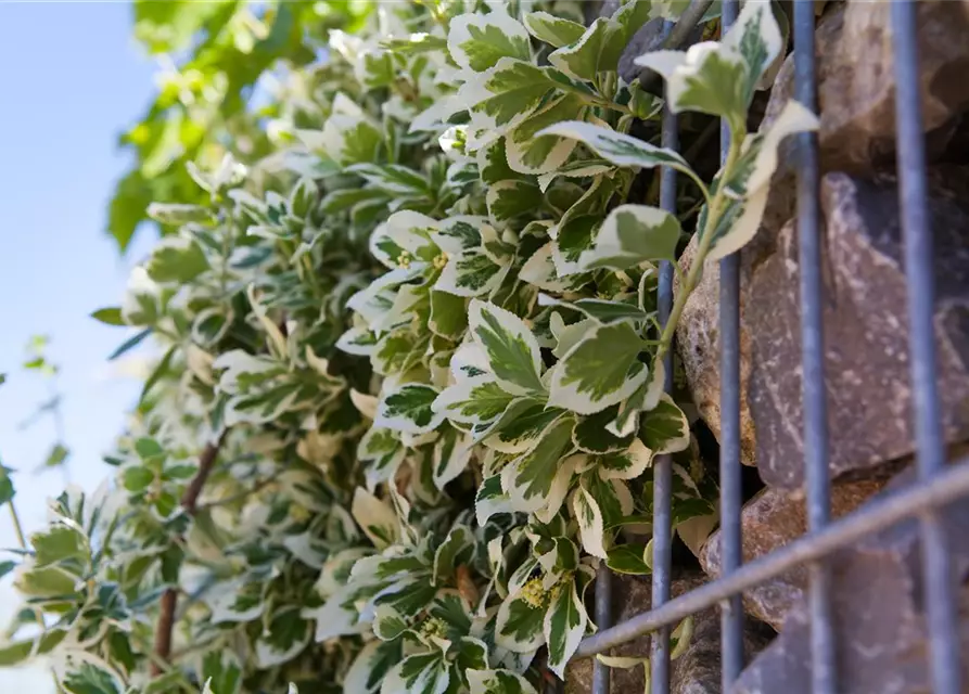 Euonymus fortunei 'Emerald Gaiety'