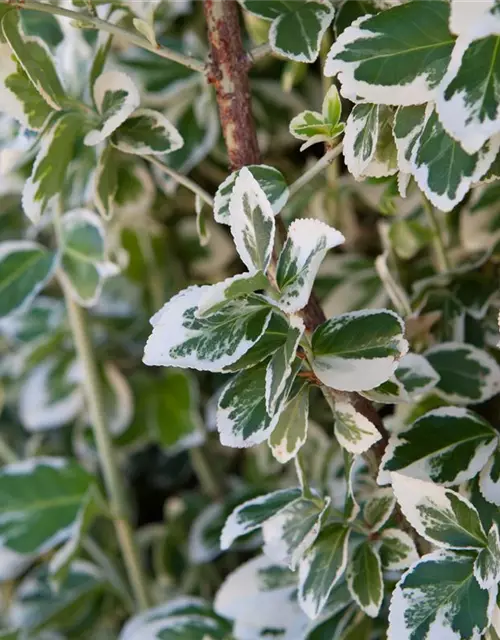 Euonymus fortunei 'Emerald Gaiety'