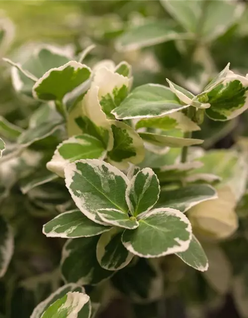 Euonymus fortunei 'Emerald Gaiety'